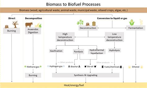  Juniper Oil Enhances Sustainable Biofuel Production and Flavoring Applications!