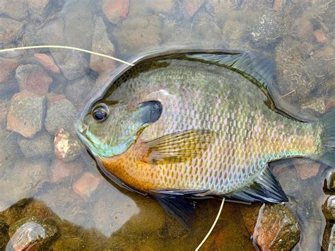 如何釣大口鰱魚