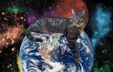 お願いがあります 英語 そして、なぜ猫は宇宙を支配しているのか？