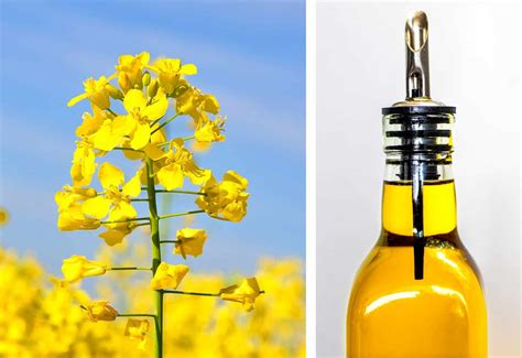 Rapeseed Oil! A Versatile Biofuel and Lubricant Powerhouse